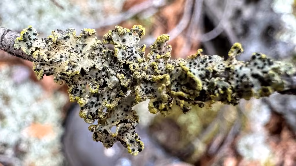 Abrothallus peyritschii, photo 3 of 5