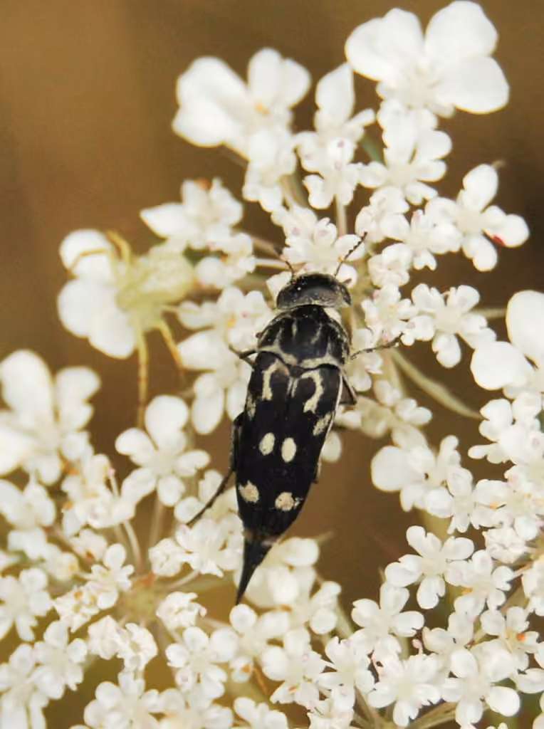 Eight-spotted Tumbling Flower Beetle, photo 2 of 5
