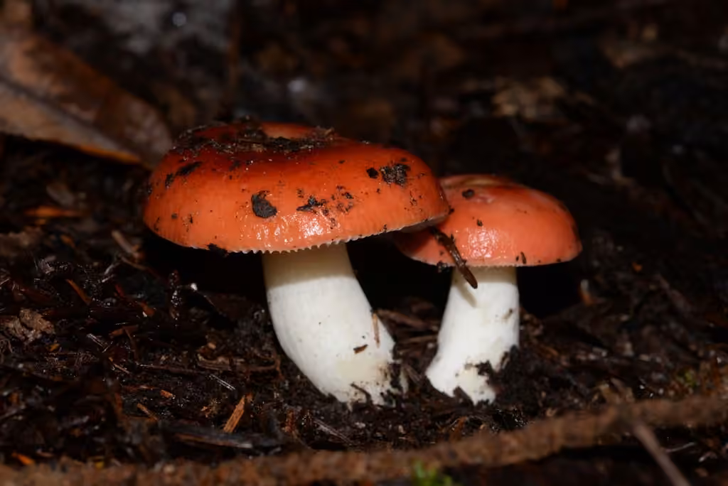 Russule des forêts, photo 1 sur 5