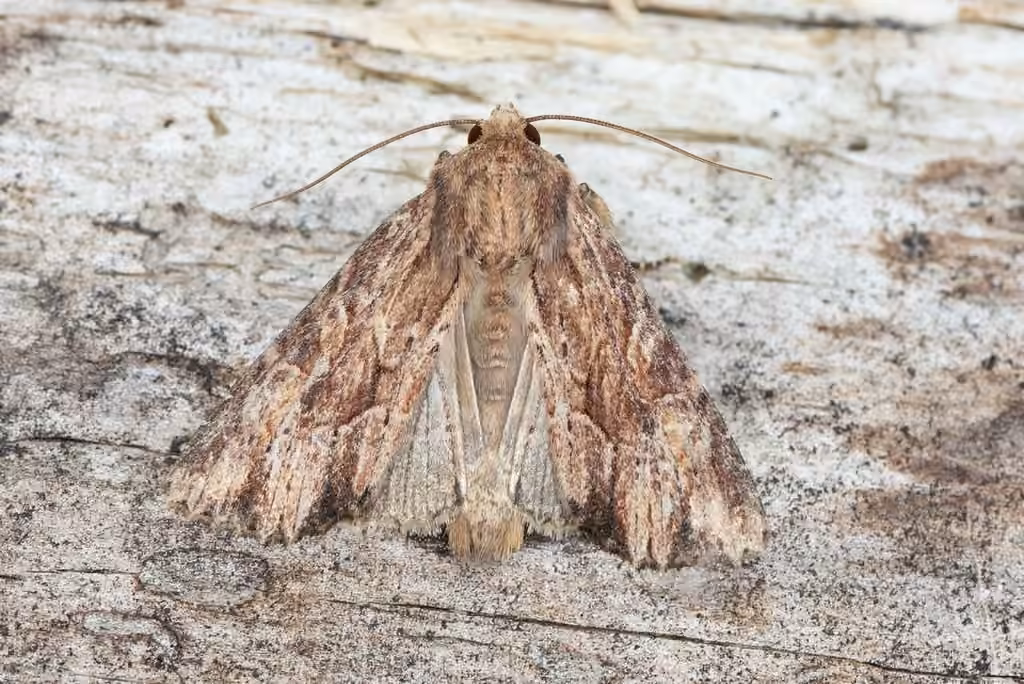 Wood-colored Apamea Moth, Adulte