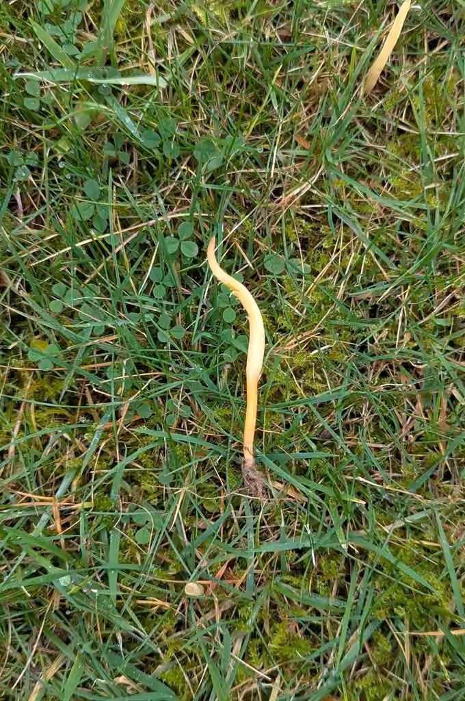 Straw club, photo 3 sur 5