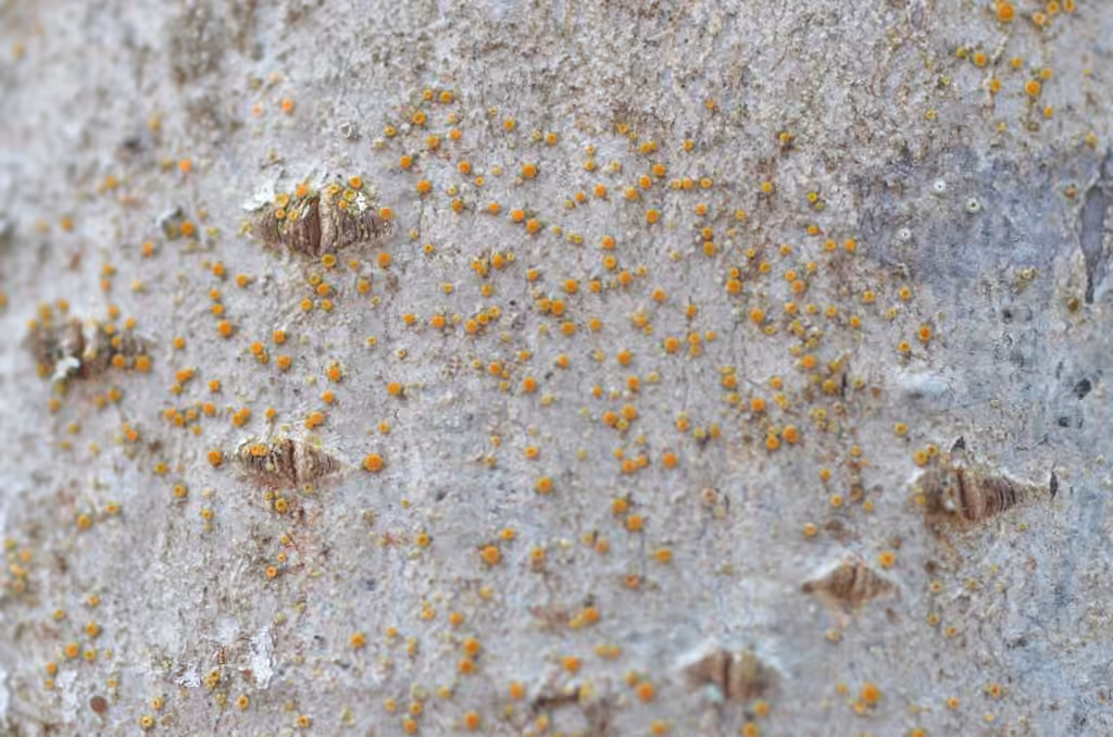 Flaming Firedot Lichen, photo 3 sur 5