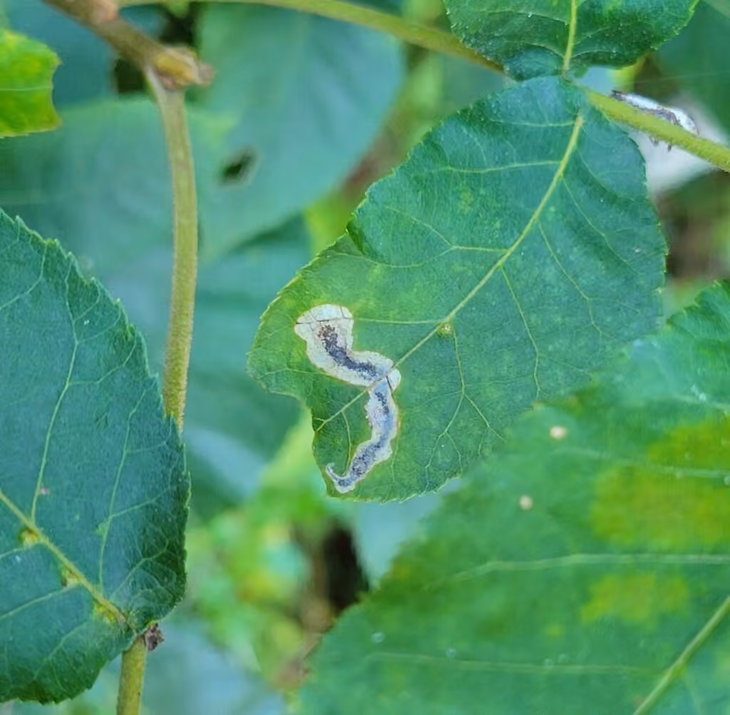 Pecan Leafminer Moth, Mine