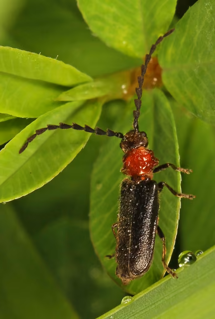Bidentate soldier beetle, photo 2 of 5