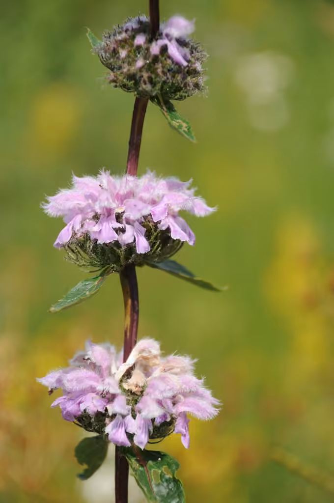 Candypink Torchwort, photo 1 of 5
