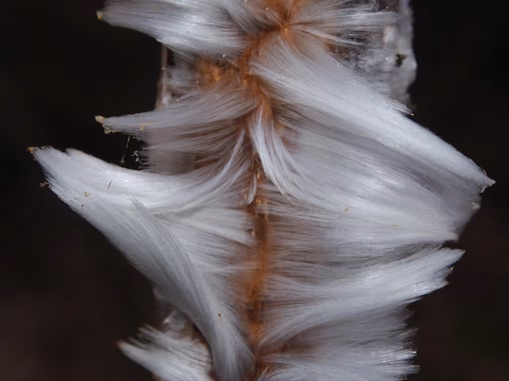 Cheveux de glace