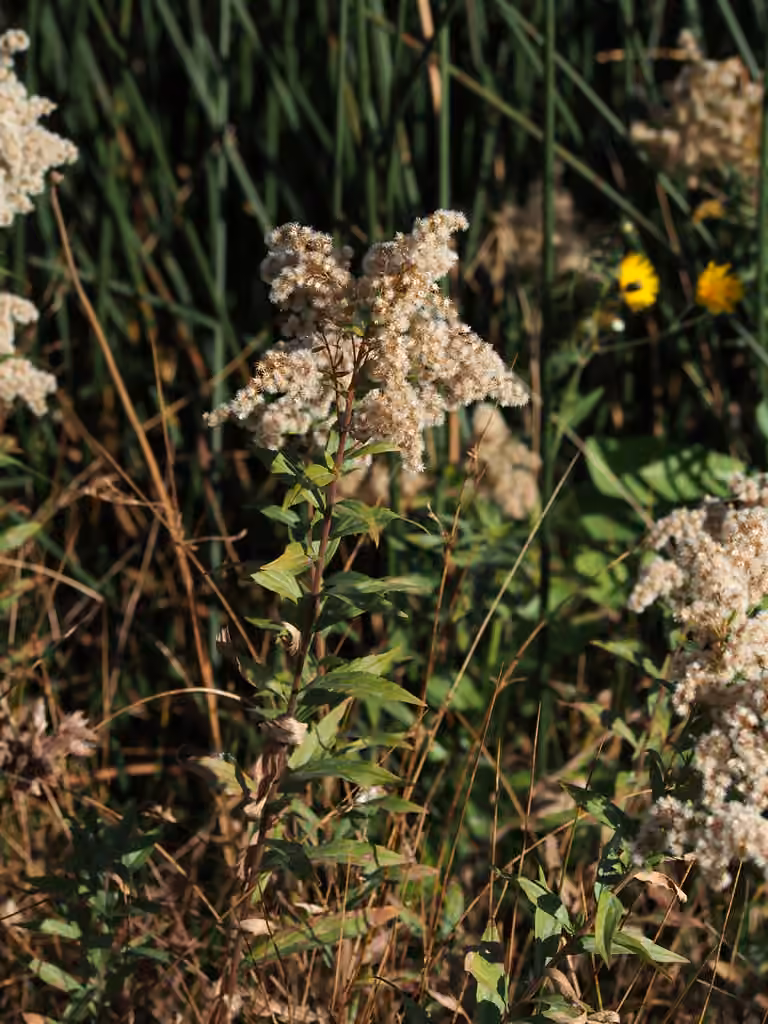 Canada goldenrod, In fruit