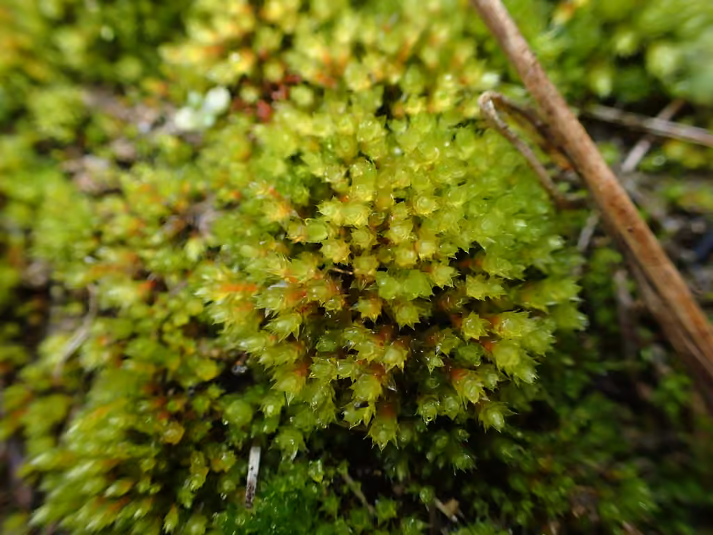 Bryum à tubercules rouges, photo 1 sur 5