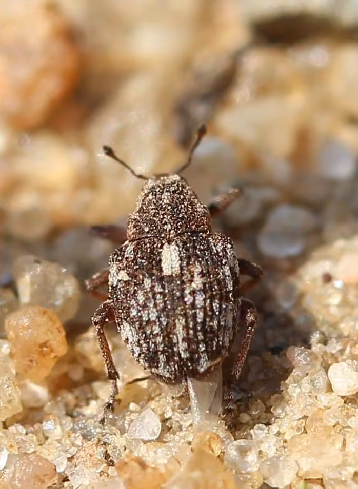 Dock Minute Seed Weevil, photo 3 of 5