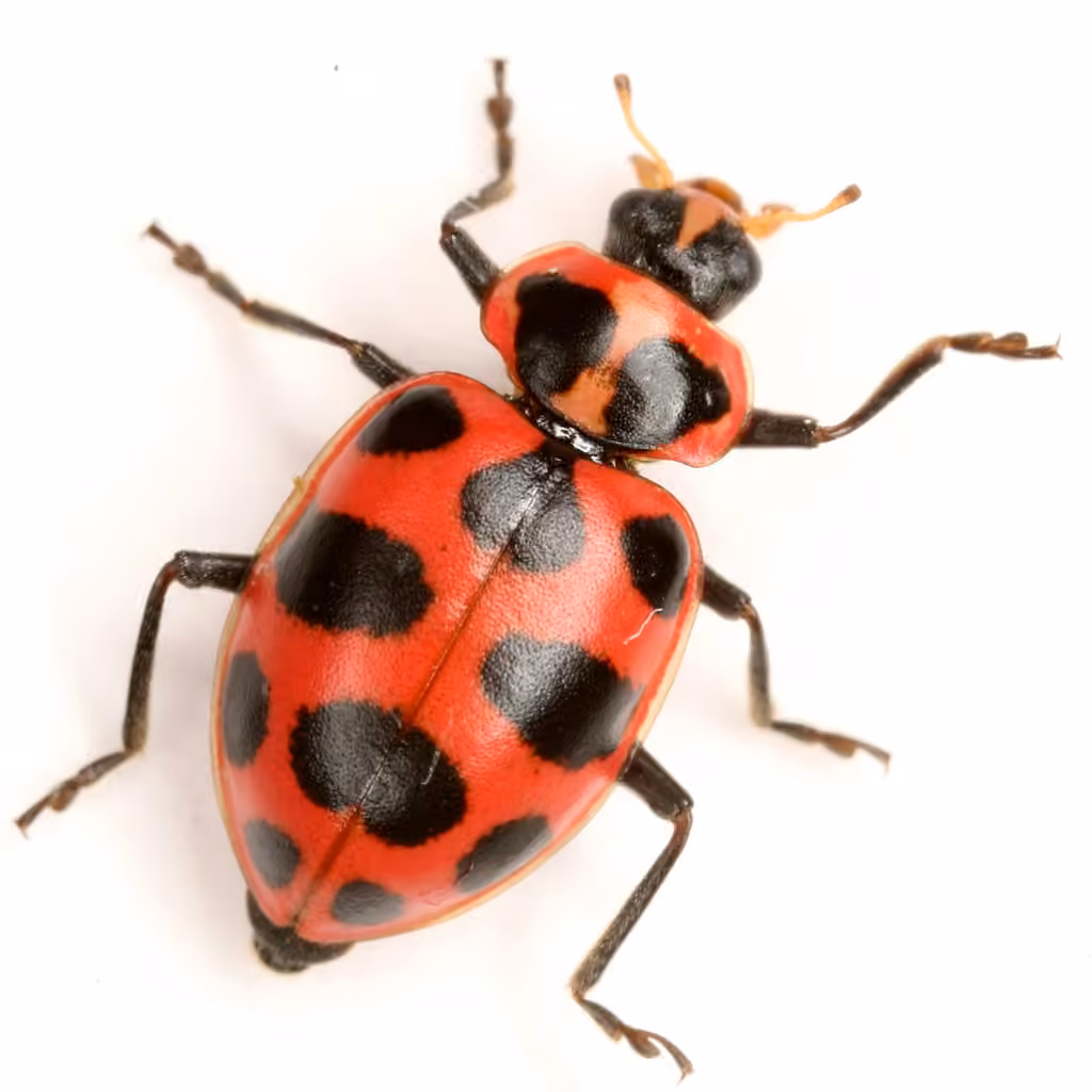 Coccinelle maculée