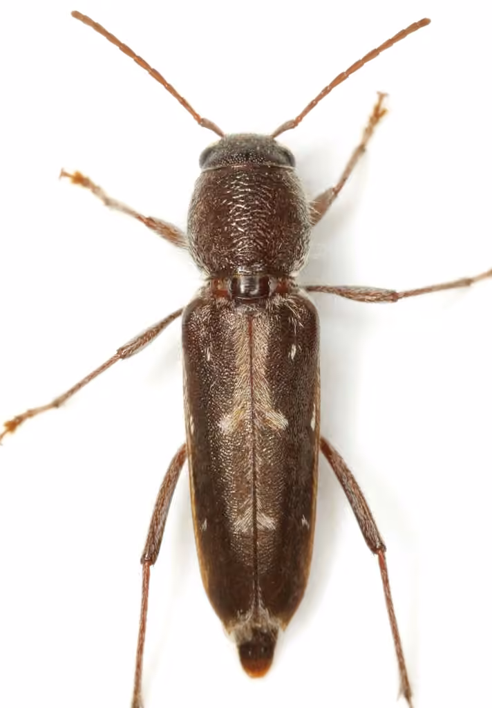 Arrowhead Borer