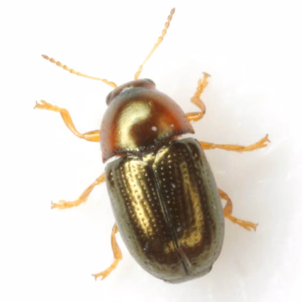Bronze Leaf Beetle, photo 3 of 5