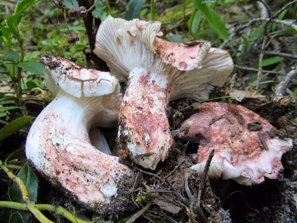 Hygrophore pourpré, photo 3 sur 5