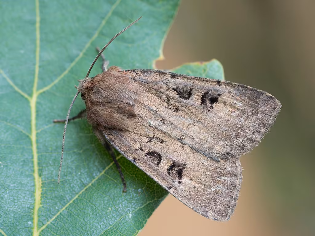 Soothsayer Dart, photo 3 of 5
