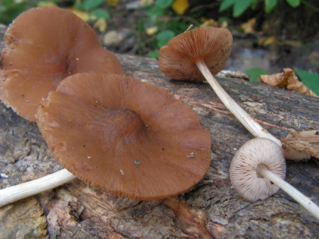 Plutée veiné, photo 2 sur 5