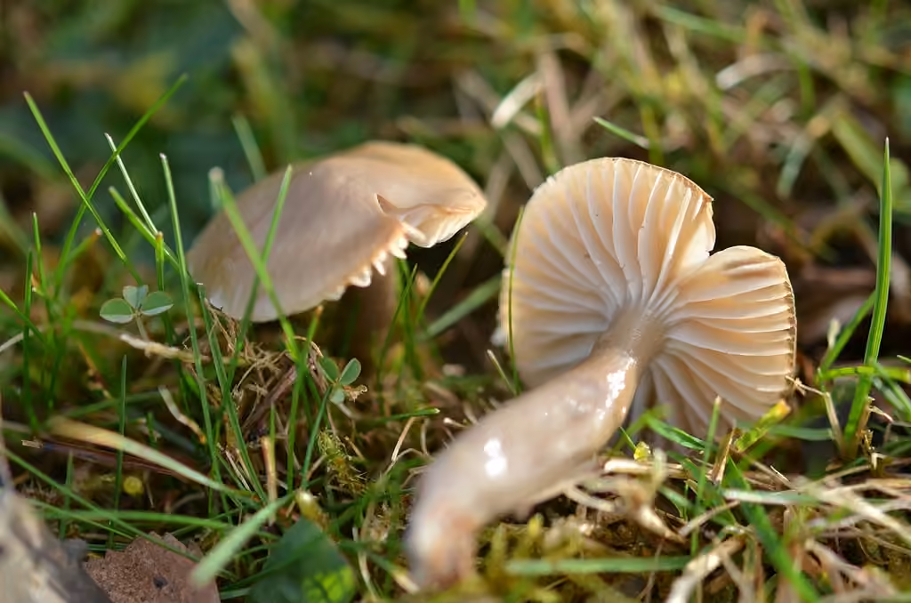 Slimy Waxcap, photo 2 of 5