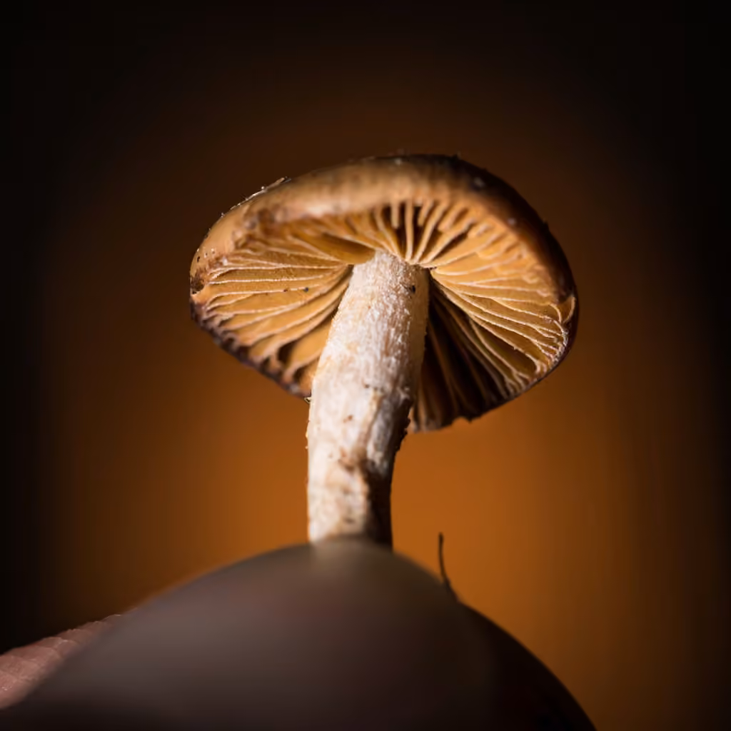 Deconica subviscida