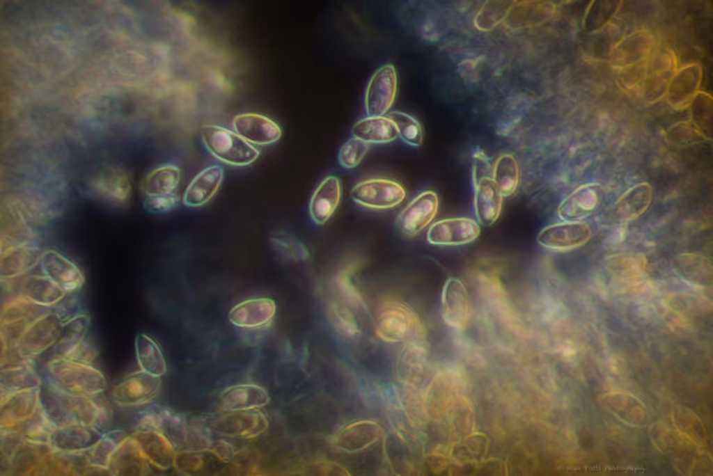 Deconica subviscida, photo 3 sur 5