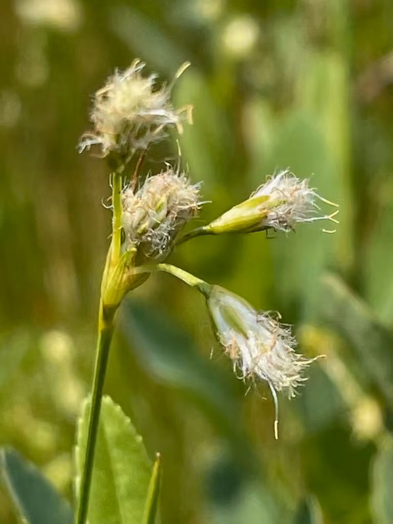 Linaigrette ténue, En fleurs