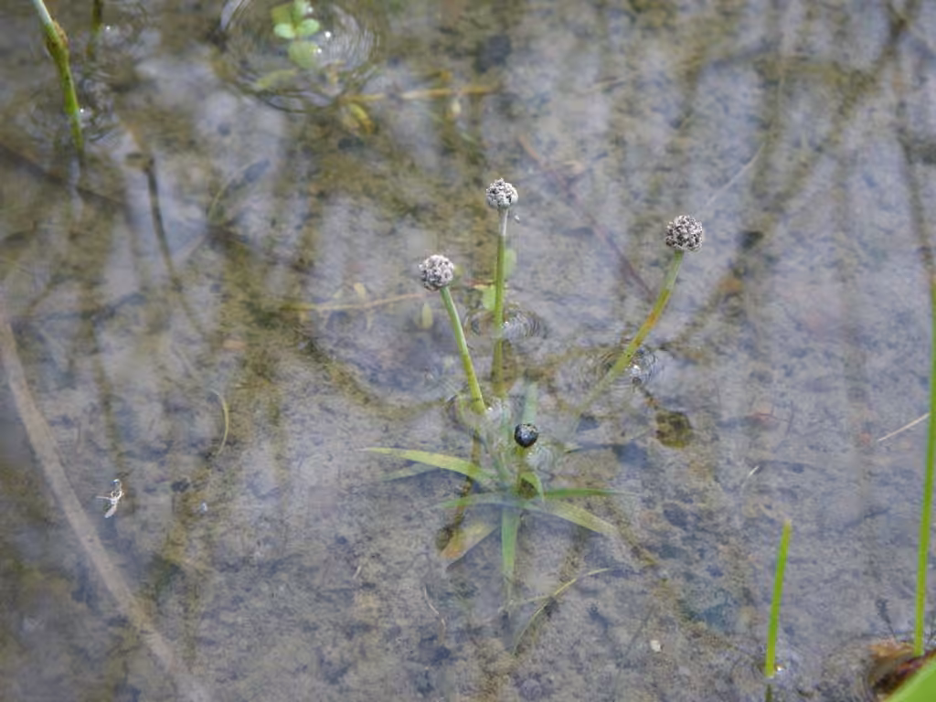 Estuary pipewort, photo 3 of 5