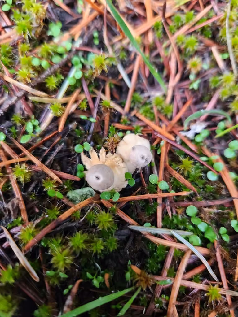 Géastre minuscule, photo 2 sur 5