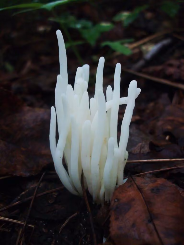 Clavaire vermicelle, photo 3 sur 5