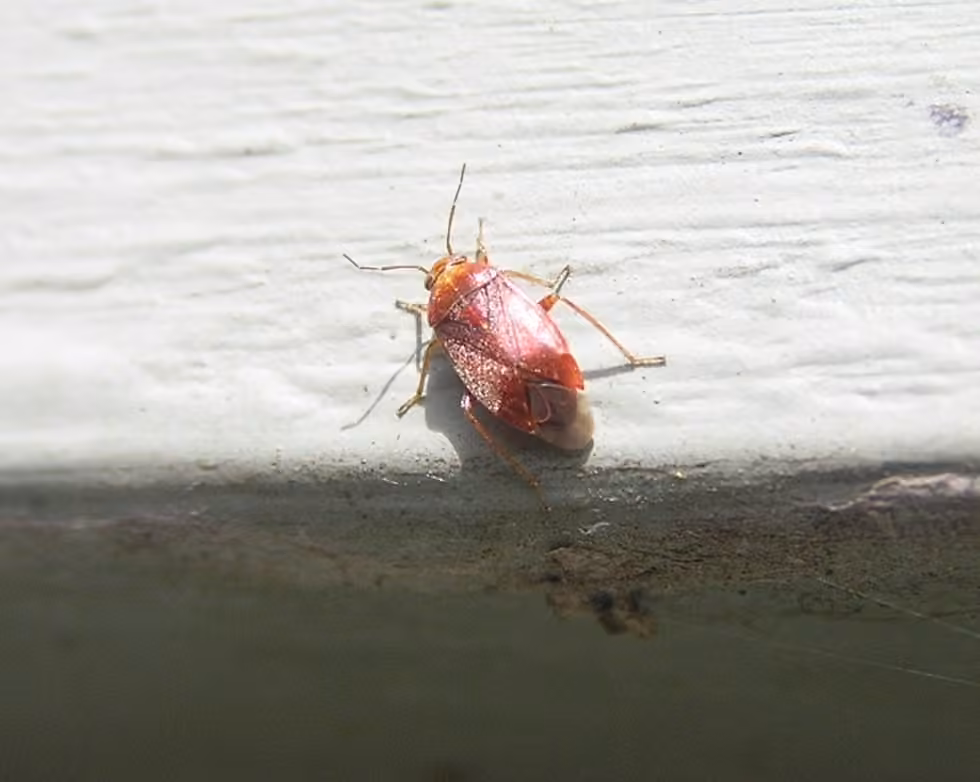 Agnocoris rubicundus, photo 2 of 5