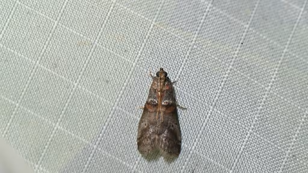 Alder Tubemaker Moth, Adult