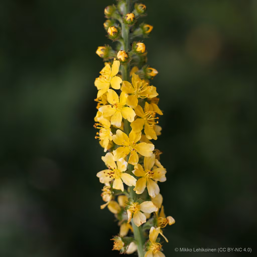 Aigremoine eupatoire, photo 1 sur 5
