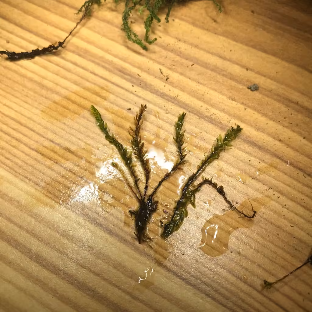 Thomson's calcareous moss, photo 3 of 5