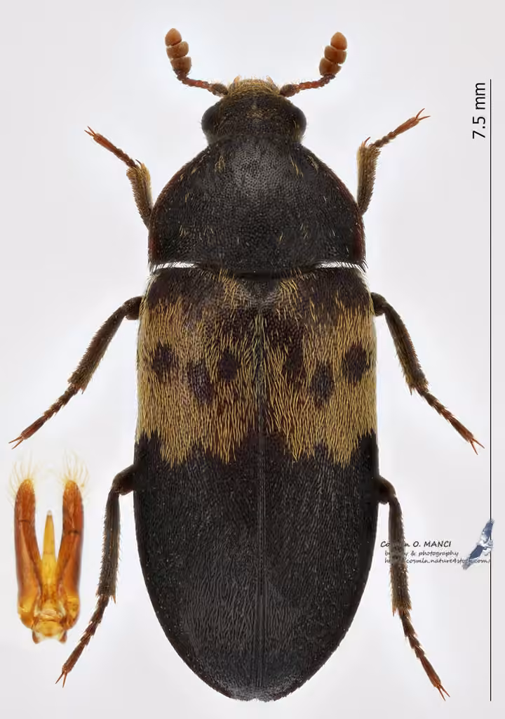 Larder Beetle, photo 3 of 5
