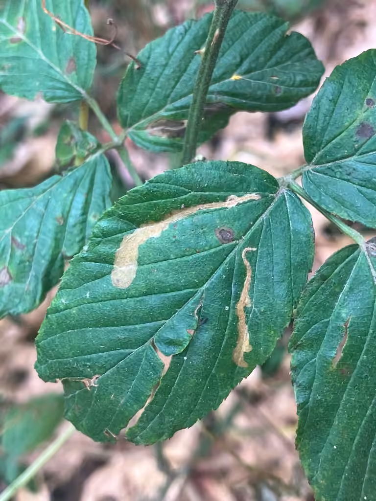 Blackberry Leafminer Moth, Caterpillar