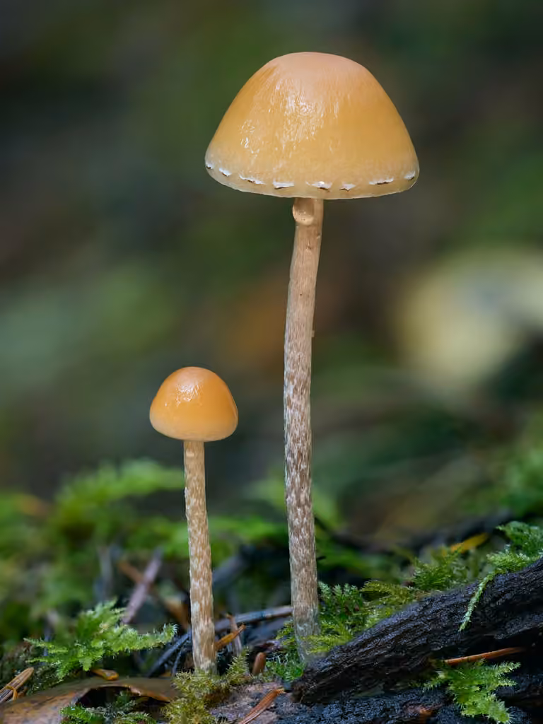 Hypholome dispersé