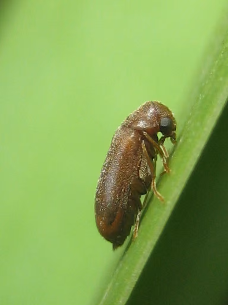 Pine bark anobiid beetle, photo 3 of 5