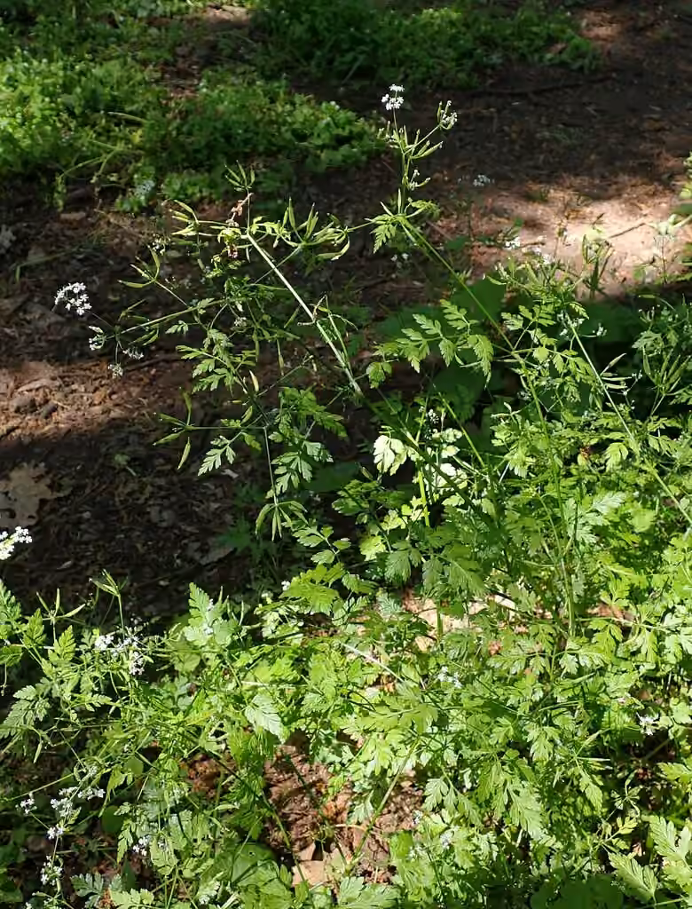 Cerfeuil cultivé, En fruits