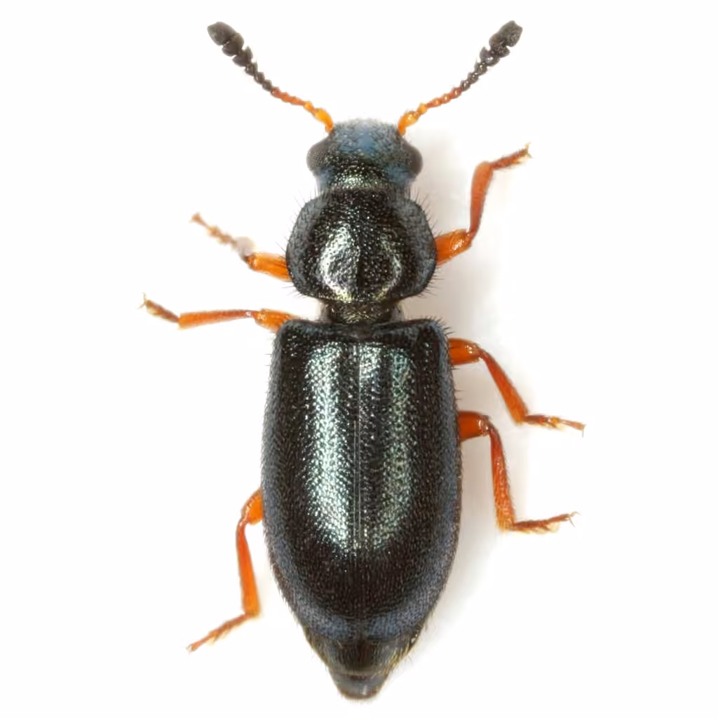 Red-legged Ham Beetle, photo 2 of 5