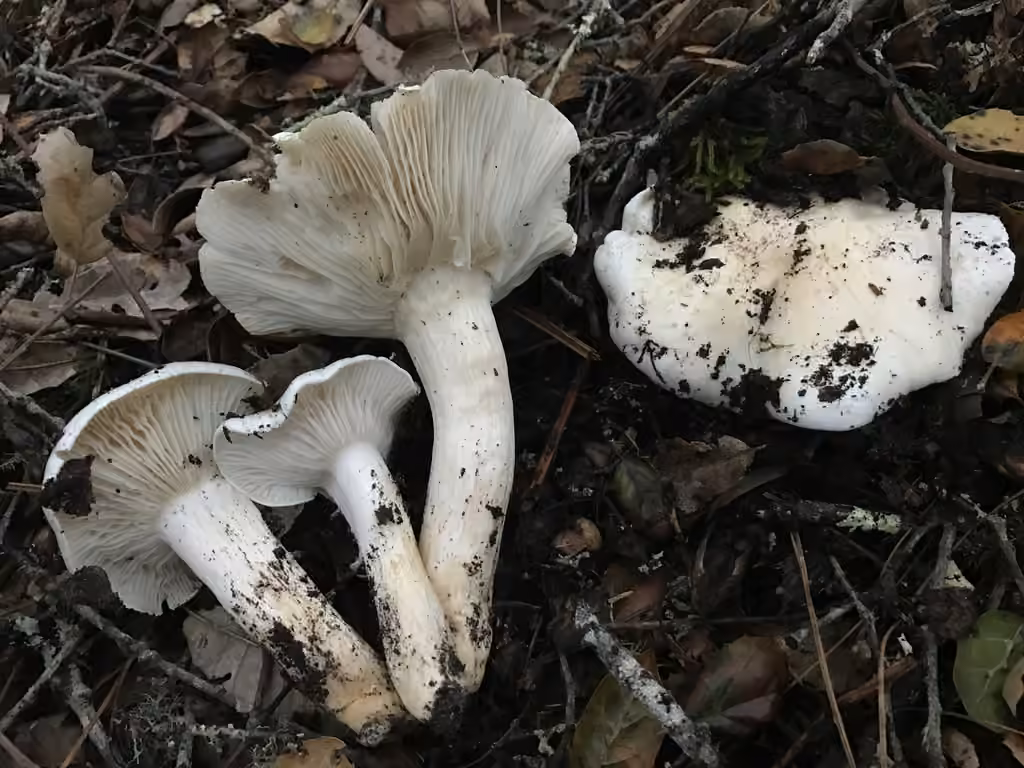 Hygrophore sordide, photo 2 sur 5