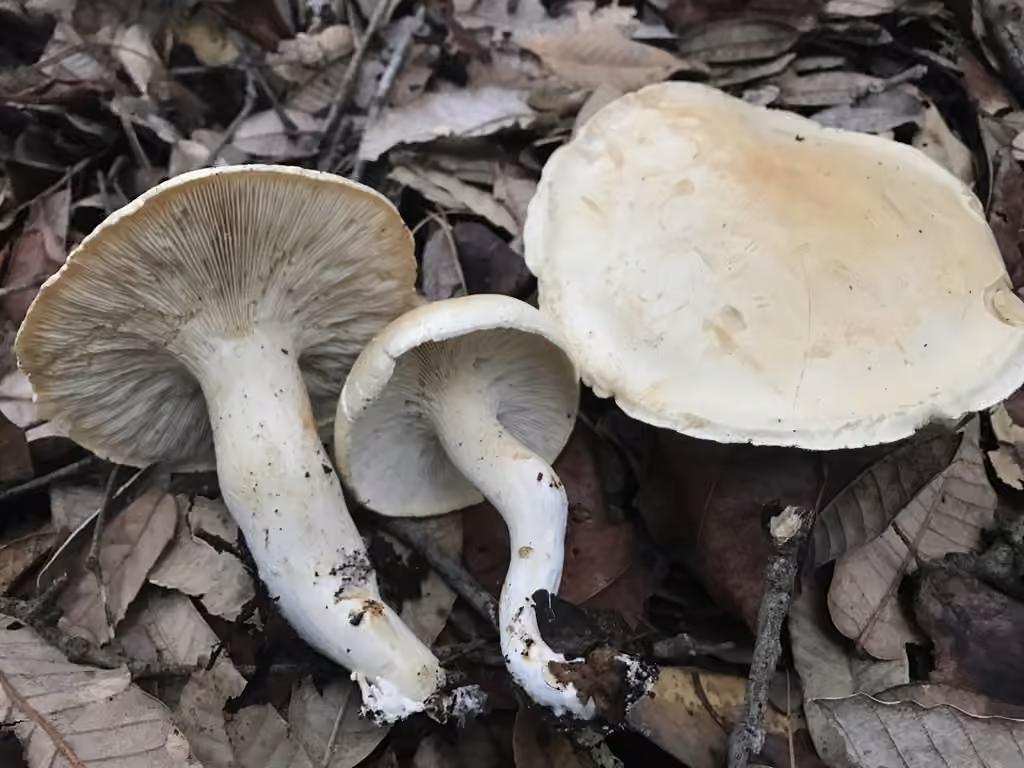 Large White Leucopax, photo 1 of 5