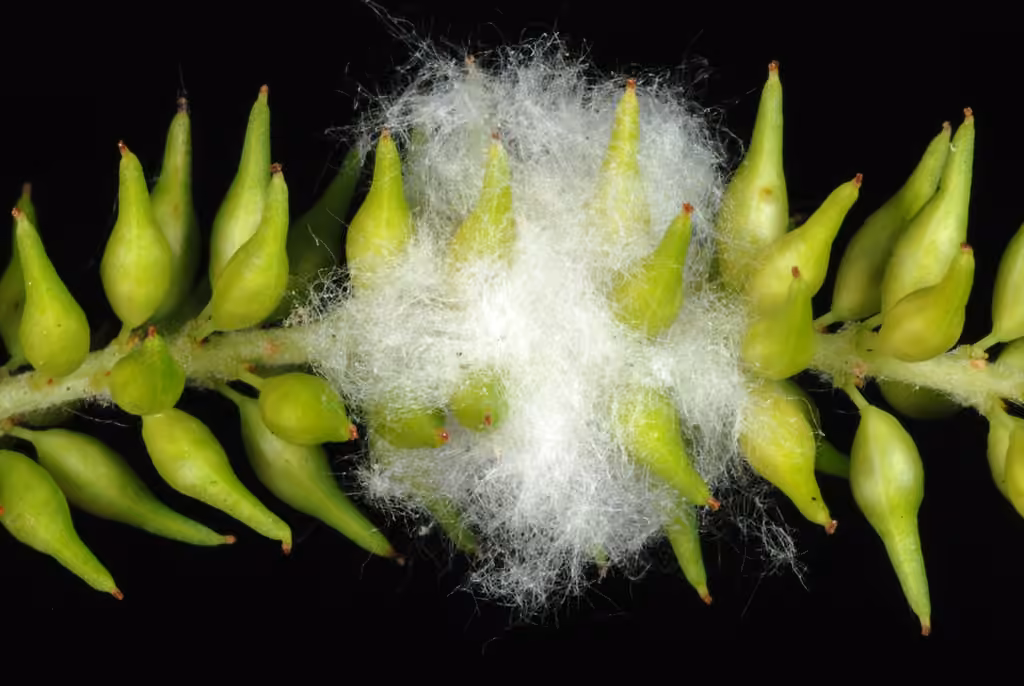Saule noir, En fruits
