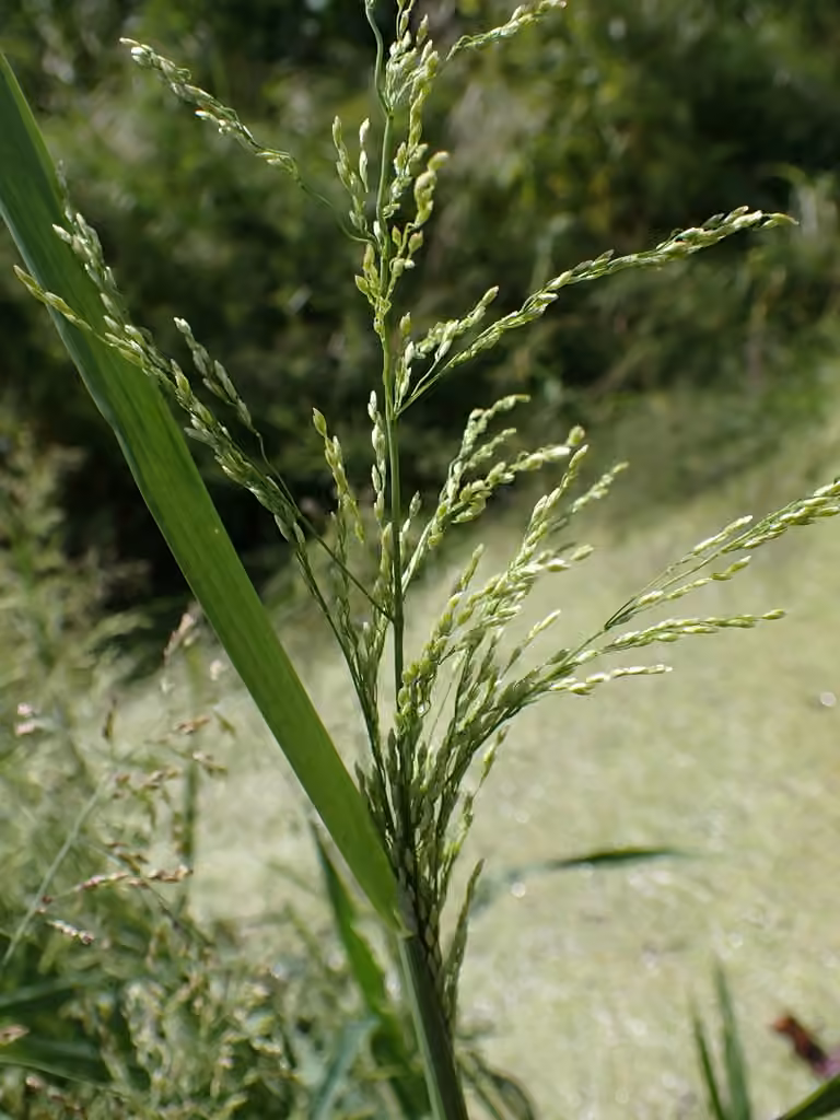 Brookgrass, In fruit
