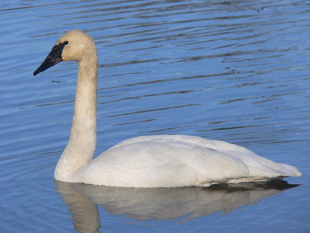 Cygne trompette, photo 1 sur 5