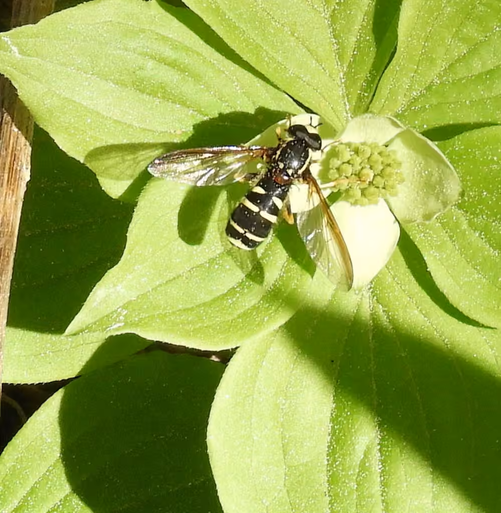 Canadian Potter Fly, Male