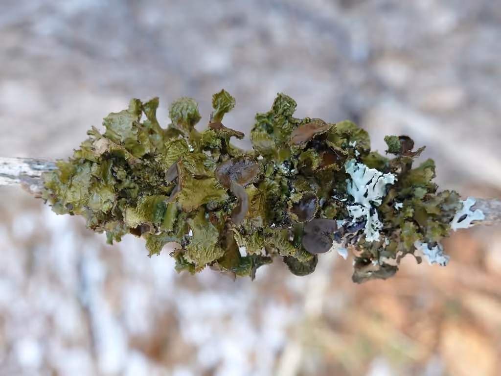 Fringed Wrinkle Lichen, photo 3 of 5