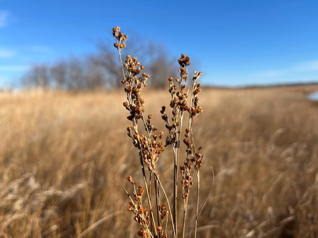 Saltmarsh rush, In fruit