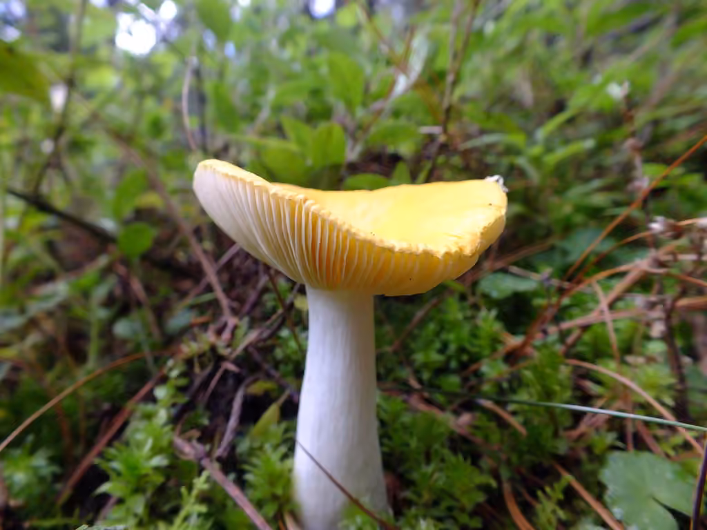 Golden Brittlegill, photo 3 of 5