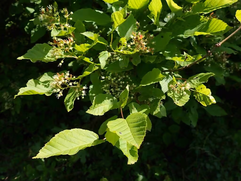 Tatarian maple, In flower