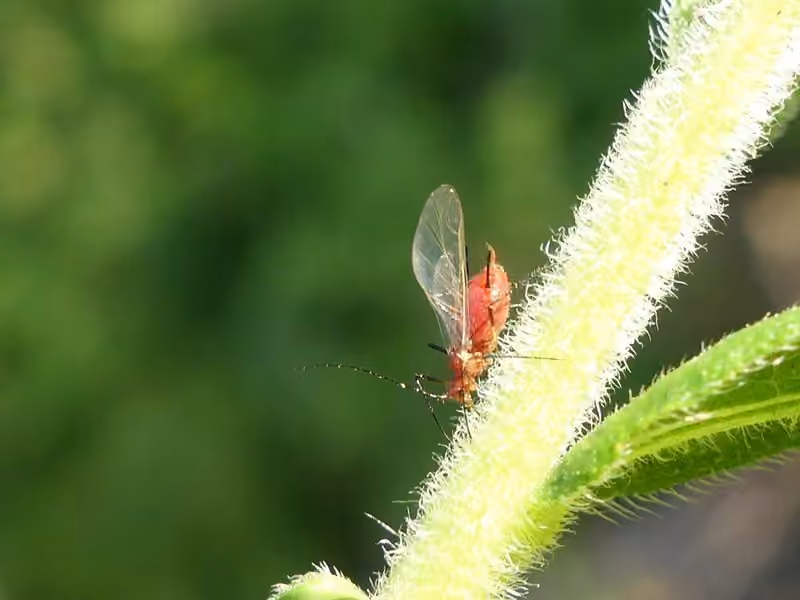 red goldenrod aphid, Adulte
