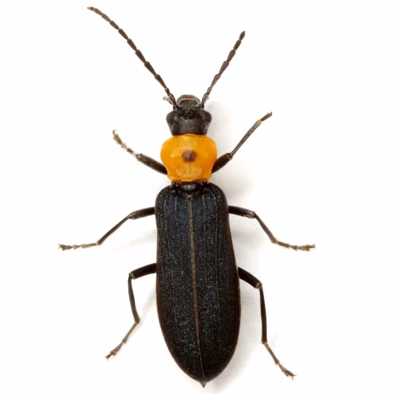Édémère à thorax ponctué, photo 2 sur 5