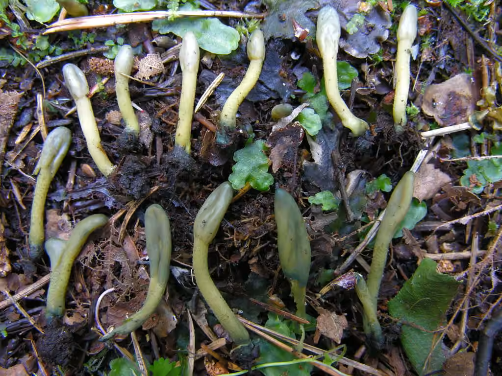 Green Earthtongue, photo 2 of 5