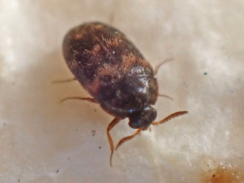 Warehouse Beetle, Male
